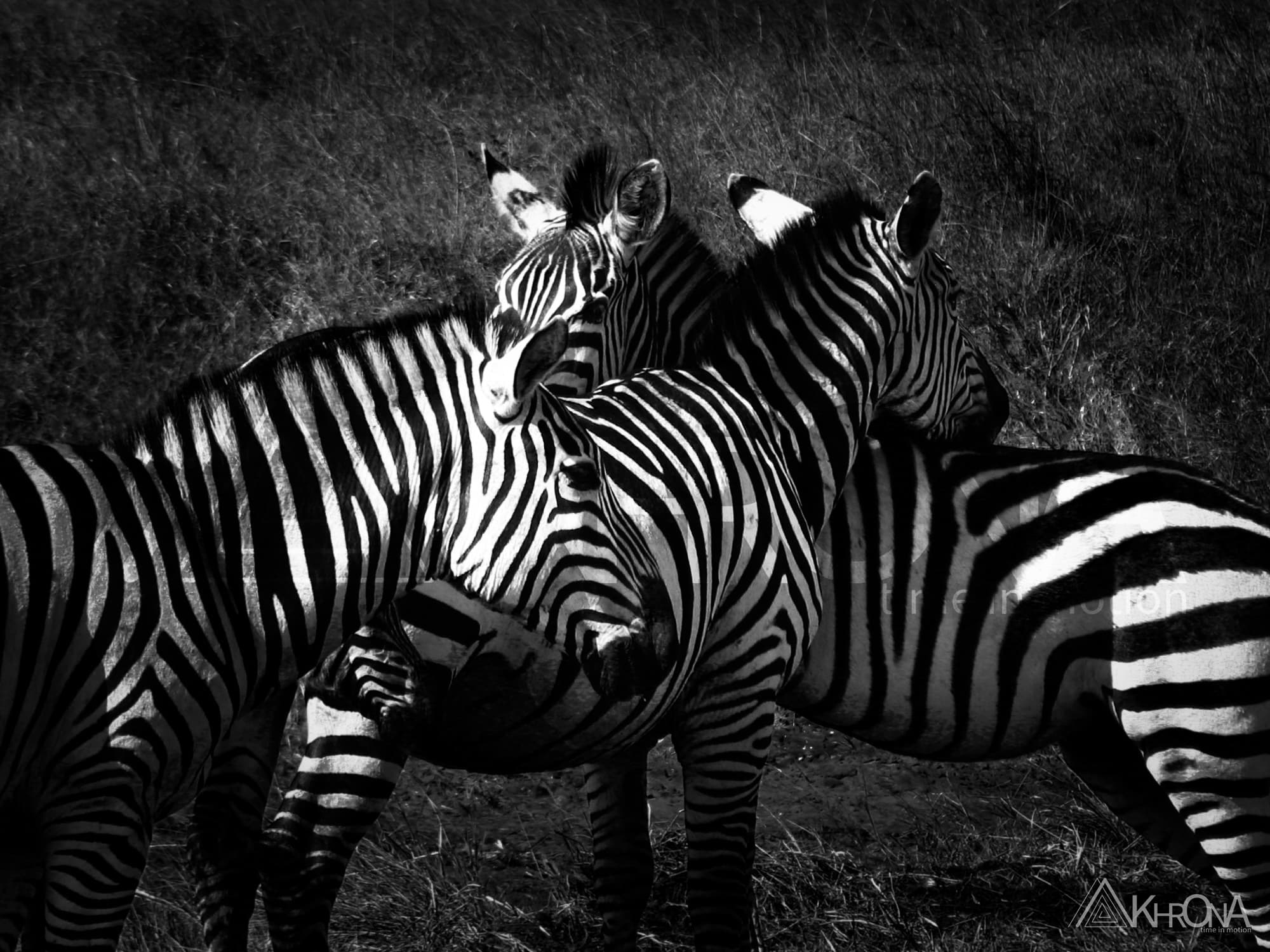 Fauna selvatica