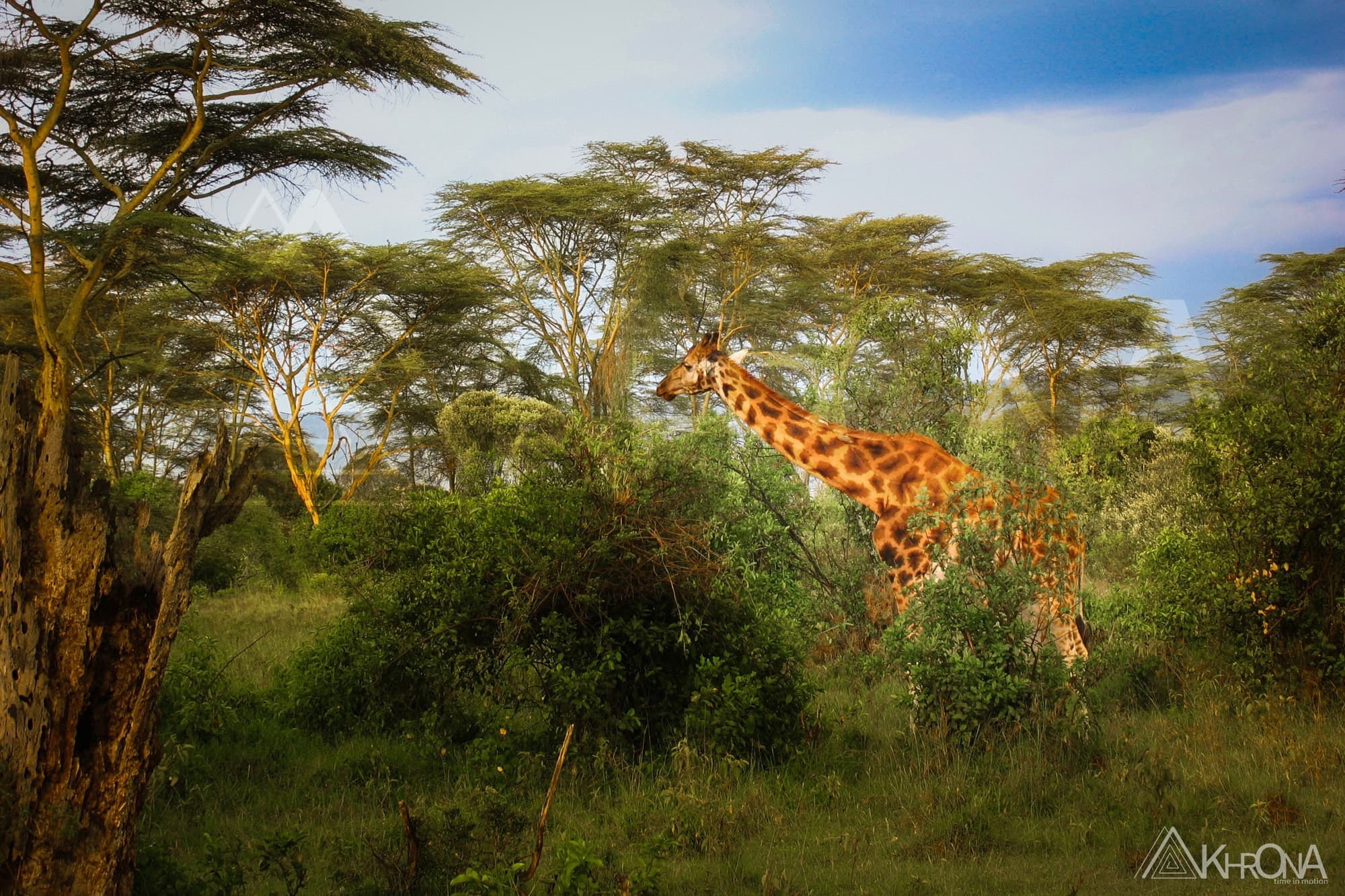 Fauna selvatica