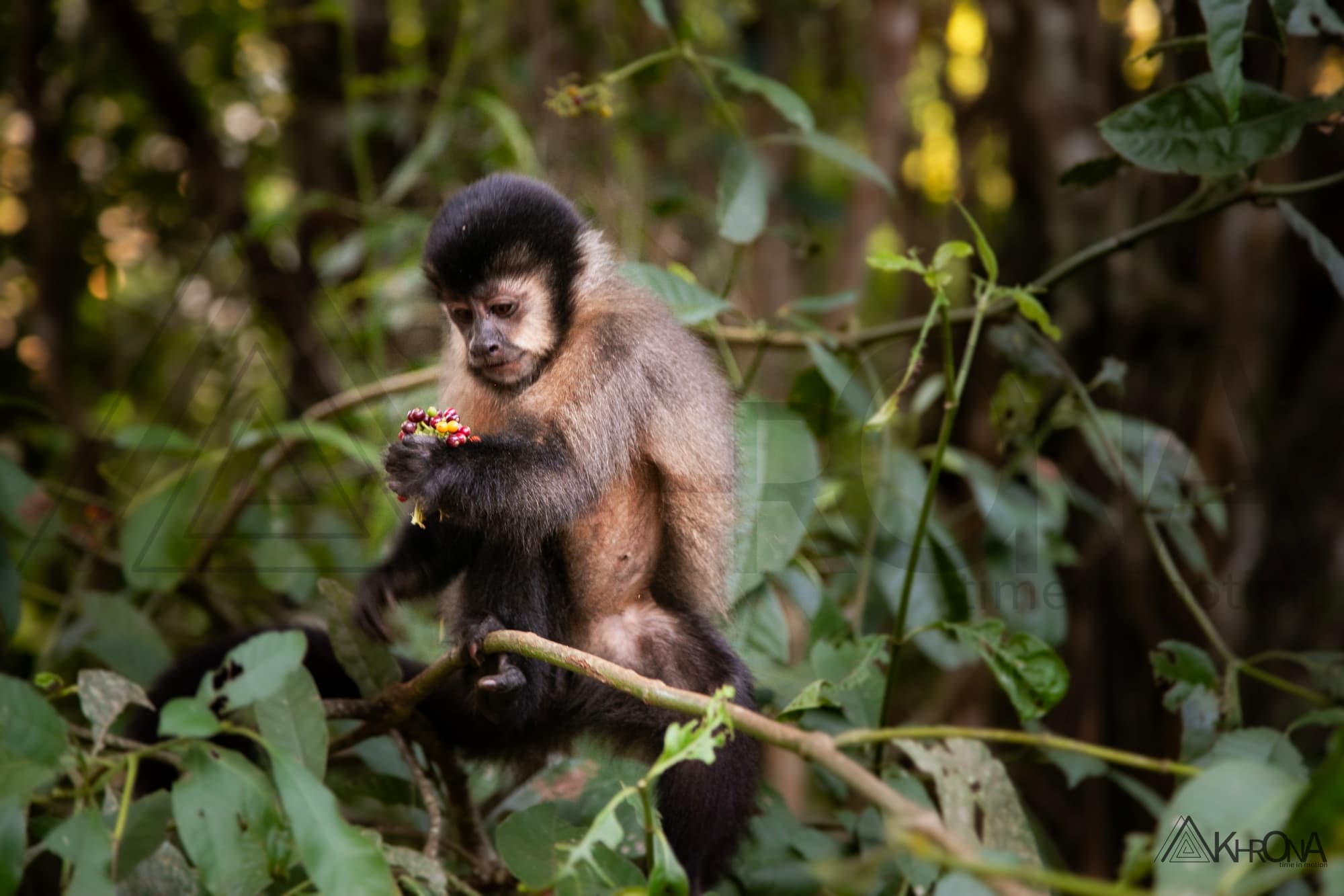 Fauna selvatica